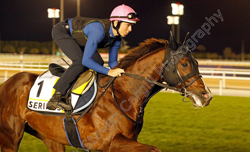 Serifos-0002 
 SERIFOS training for The Dubai Turf
Meydan, Dubai, 22 Mar 2023 - Pic Steven Cargill / Racingfotos.com