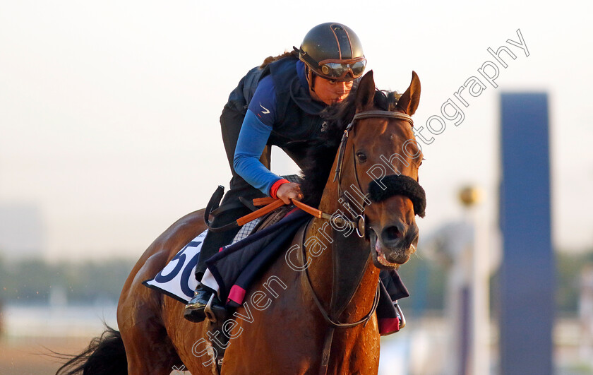 Russipant-Fal-0001 
 RUSSIPANT FAL training at the Dubai Racing Carnival
Meydan 22 Jan 2025 - Pic Steven Cargill / Racingfotos.com