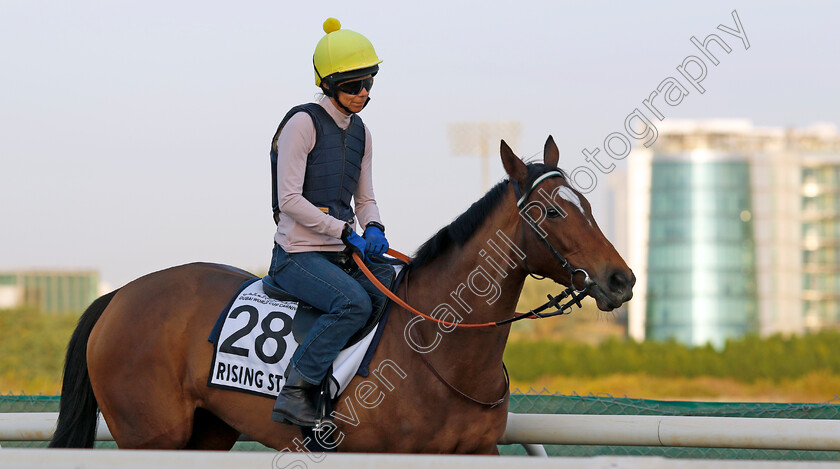 Rising-Star-0002 
 RISING STAR training at the Dubai World Cup Carnival
Meydan 5 Jan 2023 - Pic Steven Cargill / Racingfotos.com