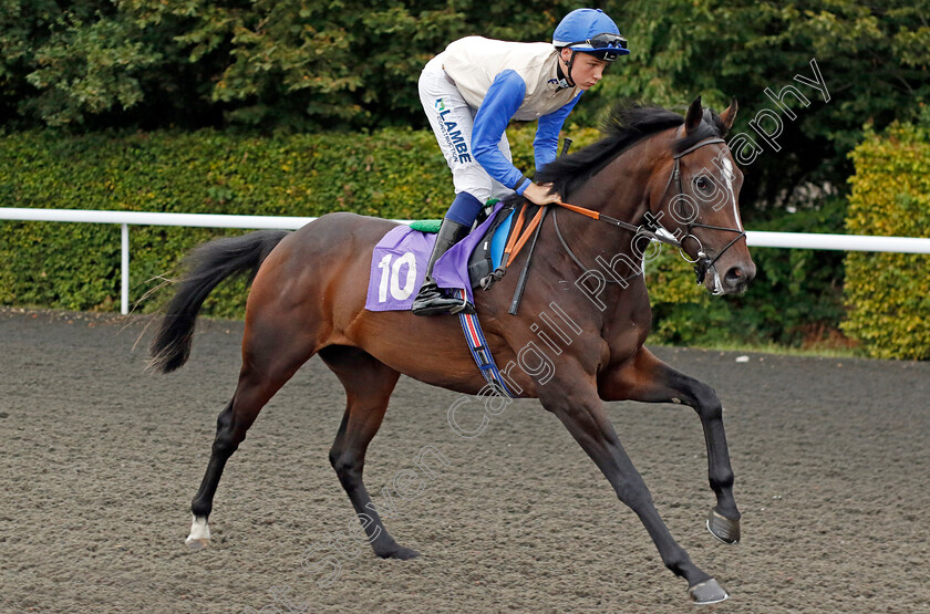 Mulciber-0001 
 MULCIBER (Billy Loughnane)
Kempton 8 Sep 2023 - Pic Steven Cargill / Racingfotos.com