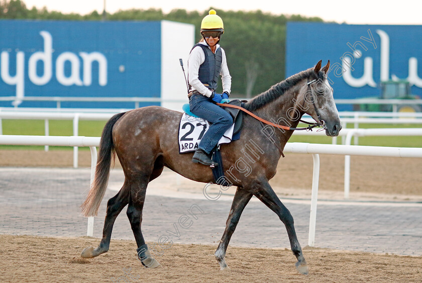 Ardakan-0001 
 ARDAKAN training at Meydan, Dubai
2 Feb 2023 - Pic Steven Cargill / Racingfotos.com