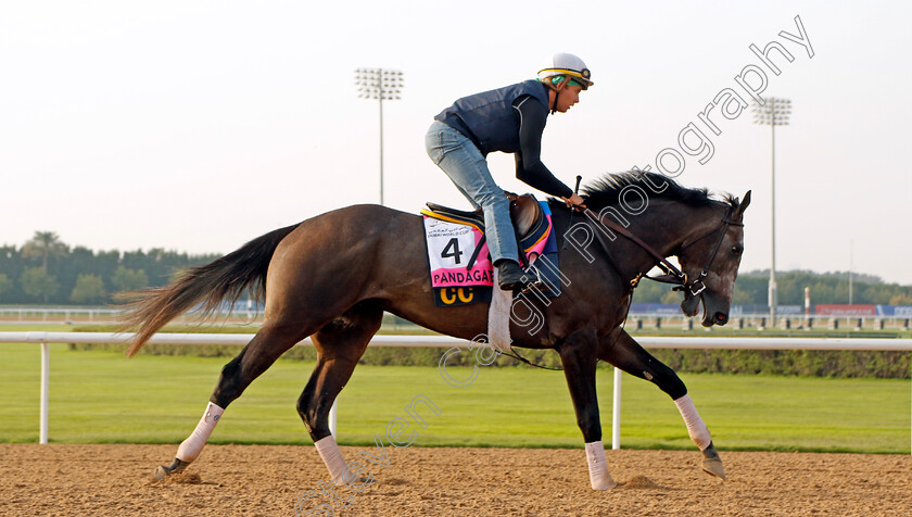 Pandagate-0004 
 PANDAGATE training for The UAE Derby
Meydan Dubai 28 Mar 2024 - Pic Steven Cargill / Racingfotos.com