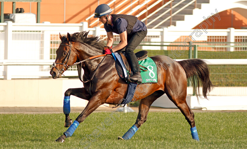 Poet s-Word-0001 
 POET'S WORD exercising in preparation for The Dubai Sheema Classic Meydan 28 Mar 2018 - Pic Steven Cargill / Racingfotos.com