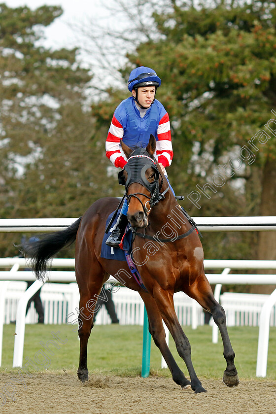 Bulldog-Drummond-0001 
 BULLDOG DRUMMOND (Tommie Jakes)
Lingfield 20 Jan 2024 - Pic Steven Cargill / Racingfotos.com