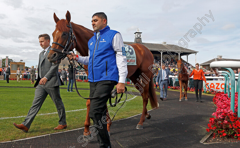 Hurricane-Lane-0001 
 HURRICANE LANE before winning The Cazoo St Leger
Doncaster 11 Sep 2021 - Pic Steven Cargill / Racingfotos.com