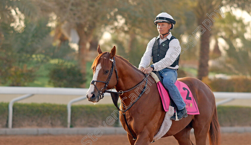 Elite-Power-0001 
 ELITE POWER training for The Riyadh Dirt Sprint
King Abdulaziz Racecourse, Kingdom Of Saudi Arabia, 23 Feb 2023 - Pic Steven Cargill / Racingfotos.com