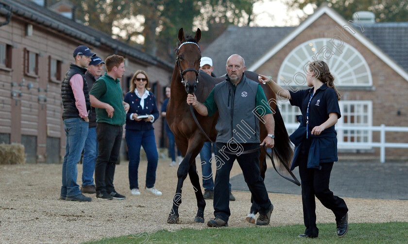 Lot-0325-colt-by-Dubawi-x-Dar-Re-Mi-0001 
 Lot 325 a colt by Dubawi x Dar Re Mi after selling at Tattersalls Yearling Sale Book1 for 3.5million guineas
Newmarket 10 Oct 2018 - Pic Steven Cargill / Racingfotos.com