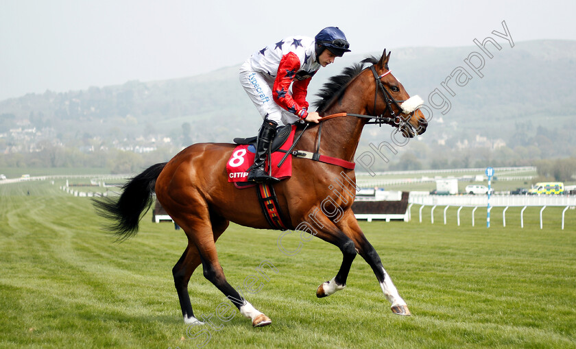 Cotswold-Prince-0001 
 COTSWOLD PRINCE (Harry Stock)
Cheltenham 17 Apr 2019 - Pic Steven Cargill / Racingfotos.com