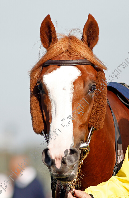 Il-Paradiso-0001 
 IL PARADISO 
Doncaster 14 Sep 2019 - Pic Steven Cargill / Racingfotos.com