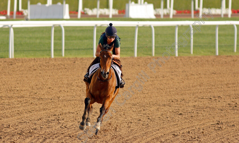 Suesa-0001 
 SUESA training for the Al Quoz Sprint
Meydan, Dubai, 23 Mar 2022 - Pic Steven Cargill / Racingfotos.com