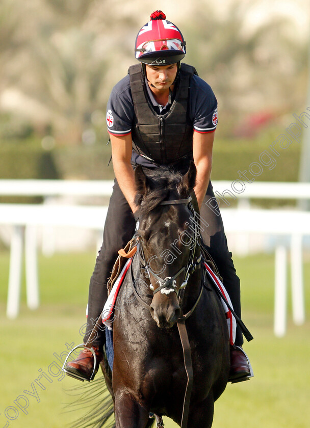 Pogo-0003 
 POGO exercising in preparation for Friday's Bahrain International Trophy
Sakhir Racecourse, Bahrain 18 Nov 2021 - Pic Steven Cargill / Racingfotos.com