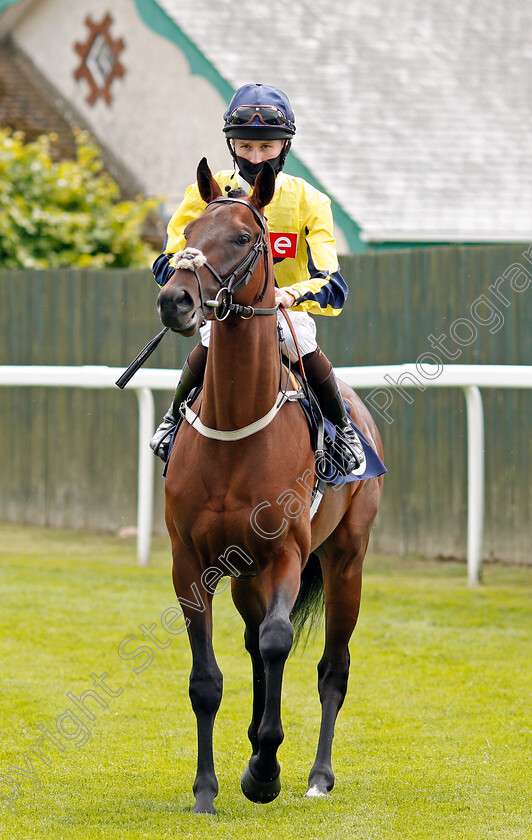 Spanish-Colt-0001 
 SPANISH COLT (Joshua Bryan)
Yamouth 15 Jul 2020 - Pic Steven Cargill / Racingfotos.com