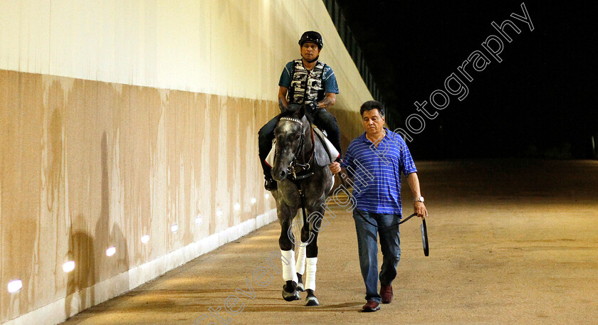 Pavel-0001 
 PAVEL training for The Dubai World Cup
Meydan 28 Mar 2019 - Pic Steven Cargill / Racingfotos.com