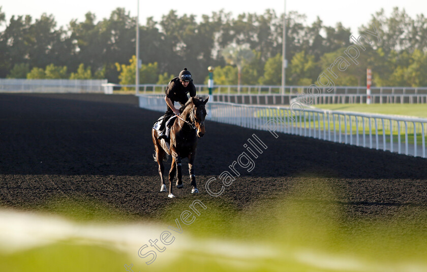 New-York-City-0002 
 NEW YORK CITY training at the Dubai World Cup Carnival
Meydan 5 Jan 2023 - Pic Steven Cargill / Racingfotos.com