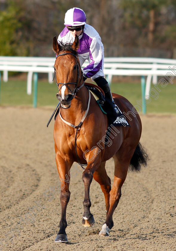 Gorgeous-Noora-0002 
 GORGEOUS NOORA (Hollie Doyle)
Lingfield 2 Feb 2019 - Pic Steven Cargill / Racingfotos.com