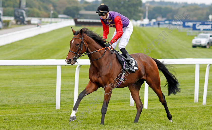 Sextant-0001 
 SEXTANT (Louis Steward)
Ascot 5 Oct 2019 - Pic Steven Cargill / Racingfotos.com