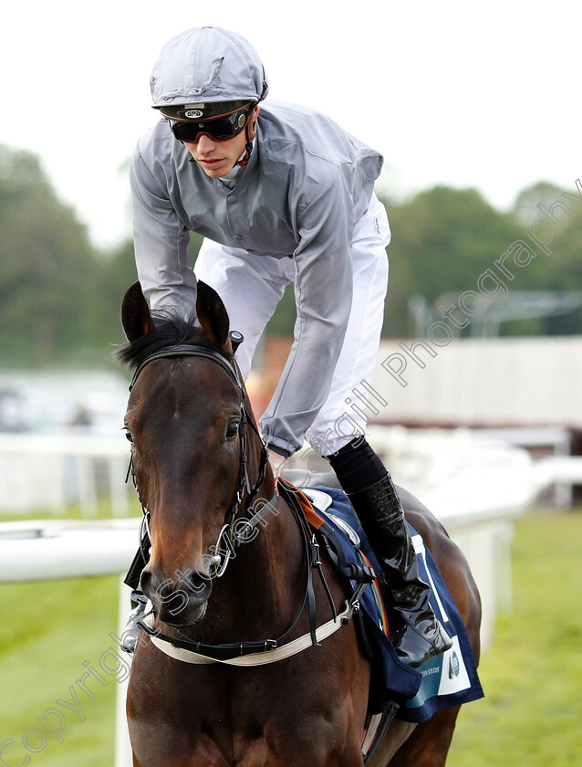 World-Order-0001 
 WORLD ORDER (James Doyle)
York 16 May 2018 - Pic Steven Cargill / Racingfotos.com