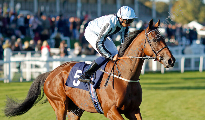 Commander-Hector-0001 
 COMMANDER HECTOR (Kaiya Fraser)
Yarmouth 18 Oct 2022 - Pic Steven Cargill / Racingfotos.com