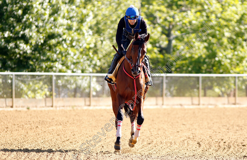 Bodexpress-0004 
 BODEXPRESS exercising in preparation for the Preakness Stakes
Pimlico, Baltimore USA, 15 May 2019 - Pic Steven Cargill / Racingfotos.com