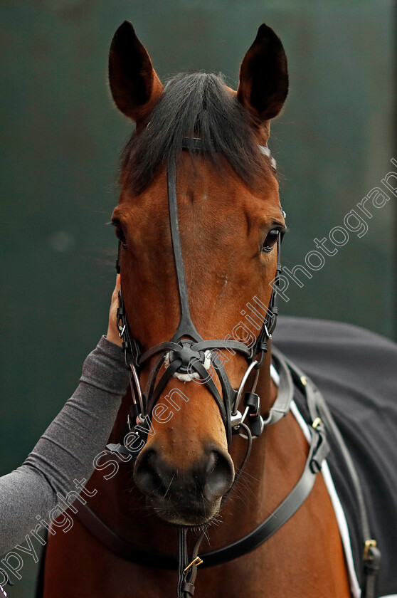 The-New-Lion-0006 
 THE NEW LION at Dan Skelton Cheltenham Festival preview morning
21 Feb 2025 - Pic Steven Cargill / Racingfotos.com