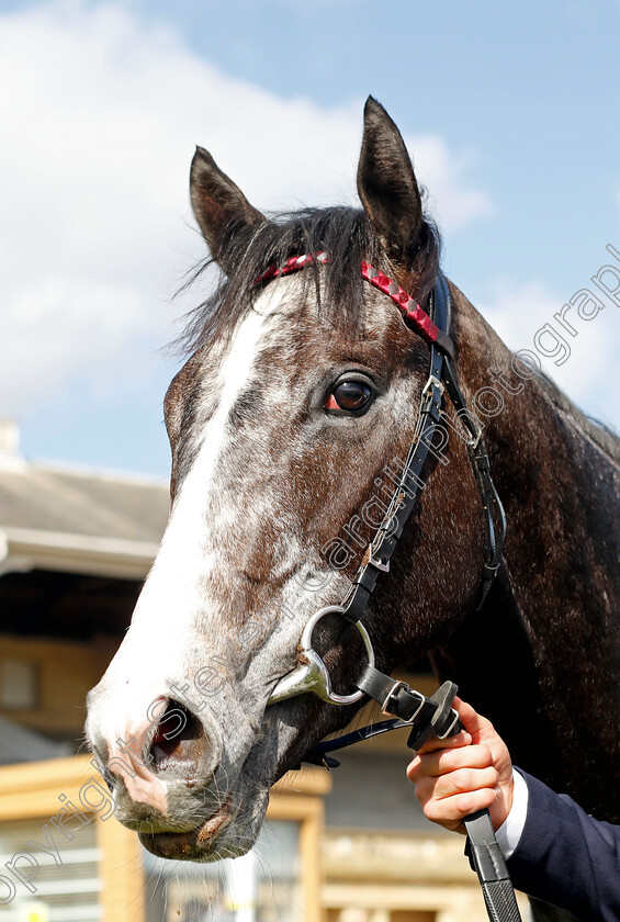 Theoryofeverything-0009 
 THEORYOFEVERYTHING winner of The Made In Doncaster St Leger Novice Stakes
Doncaster 2 Apr 2023 - Pic Steven Cargill / Racingfotos.com