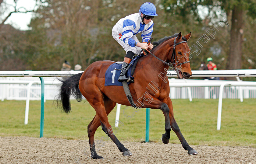 Mazikeen-0001 
 MAZIKEEN (Finley Marsh)
Lingfield 4 Jan 2020 - Pic Steven Cargill / Racingfotos.com