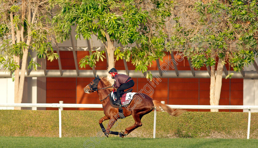 Veloce-Oro-0001 
 VELOCE ORO training for the Dubai Gold Cup
Meydan, Dubai, 23 Mar 2022 - Pic Steven Cargill / Racingfotos.com