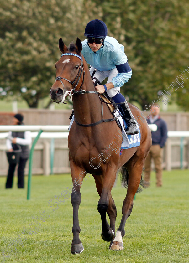 Believing-0001 
 BELIEVING (Kevin Stott)
Newmarket 7 Oct 2022 - Pic Steven Cargill / Racingfotos.com