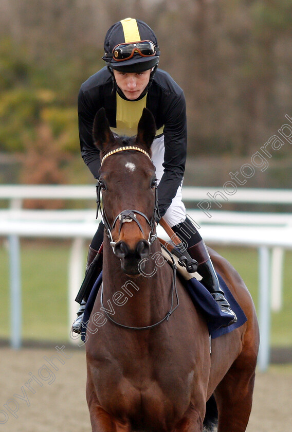 Spirit-Warning-0001 
 SPIRIT WARNING (Joshua Bryan) winner of The Ladbrokes Home Of The Odds Boost Handicap
Lingfield 2 Fen 2019 - Pic Steven Cargill / Racingfotos.com