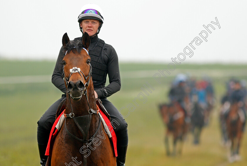 Battaash-0010 
 BATTAASH (Michael Murphy) after exercising on the gallops, Lambourn 23 May 2018 - Pic Steven Cargill / Racingfotos.com