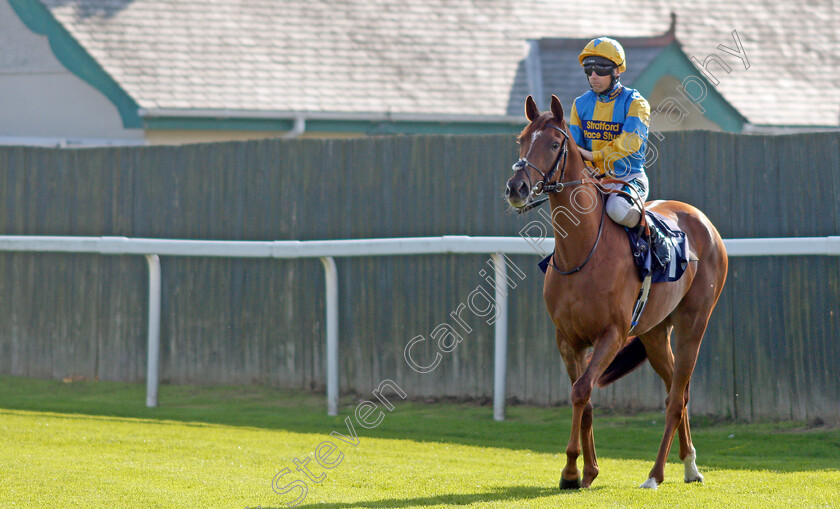 Tequilamockingbird-0001 
 TEQUILAMOCKINGBIRD (Stevie Donohoe)
Yarmouth 19 Oct 2021 - Pic Steven Cargill / Racingfotos.com