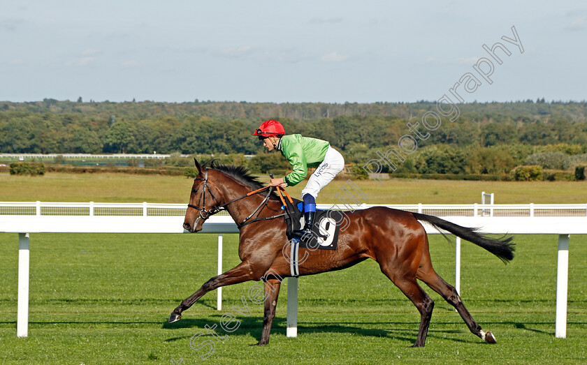 Waxing-Gibbous-0001 
 WAXING GIBBOUS (Benoit de la Sayette)
Ascot 6 Oct 2023 - Pic Steven Cargill / Racingfotos.com