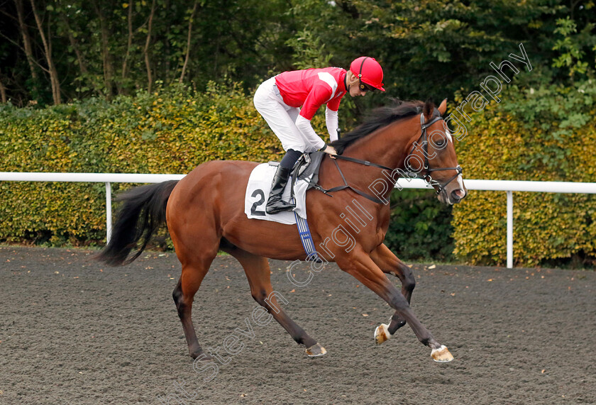 Blue-Seeker-0001 
 BLUE SEEKER (Harry Davies)
Kempton 2 Oct 2024 - pic Steven Cargill / Racingfotos.com