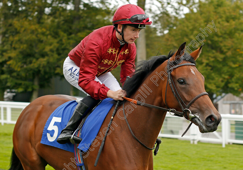 Marble-Statue-0001 
 MARBLE STATUE (Oisin Murphy) Salisbury 7 Sep 2017 - Pic Steven Cargill / Racingfotos.com