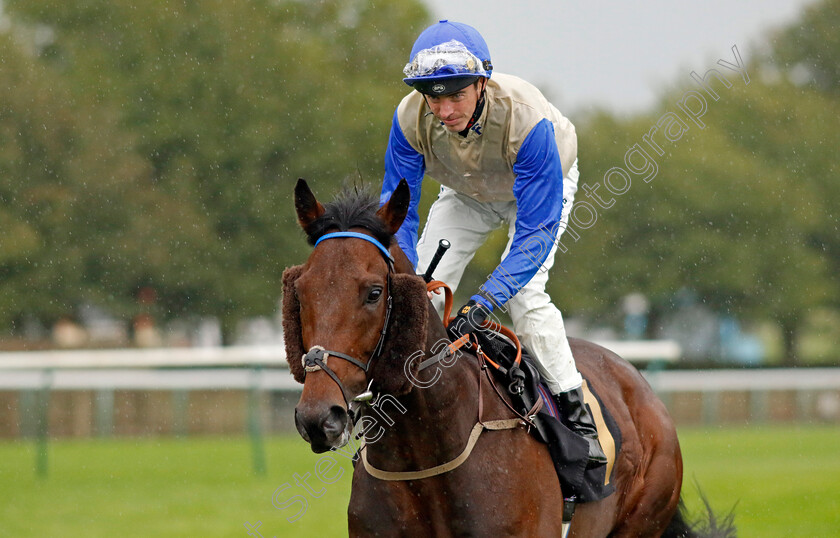 Baltic-0002 
 BALTIC (James Doyle)
Newmarket 26 Sep 2024 - pic Steven Cargill / Racingfotos.com