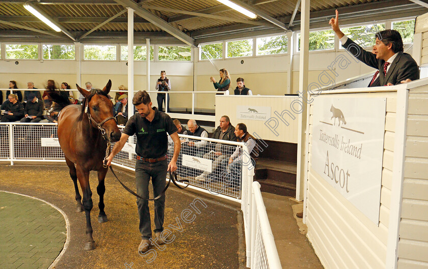 Lot-0088-colt-by-Sepoy-ex-Anosti-£47000-0001 
 TOP LOT; Lot 088, colt by Sepoy ex Anosti, selling for £47000 at Ascot Yearling Sale 12 Sep 2017 - Pic Steven Cargill / Racingfotos.com