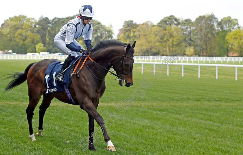 Repertoire-0001 
 REPERTOIRE (Olivia Haines)
Ascot 3 May 2023 - Pic Steven Cargill / Racingfotos.com