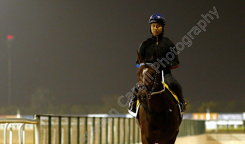 Southern-Legend-0001 
 SOUTHERN LEGEND training for The Dubai Turf
Meydan 28 Mar 2019 - Pic Steven Cargill / Racingfotos.com