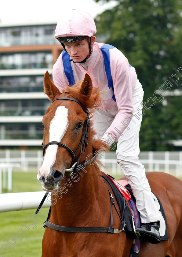 Glorious-Return-0001 
 GLORIOUS RETURN (Rob Hornby)
Newbury 13 Jun 2019 - Pic Steven Cargill / Racingfotos.com