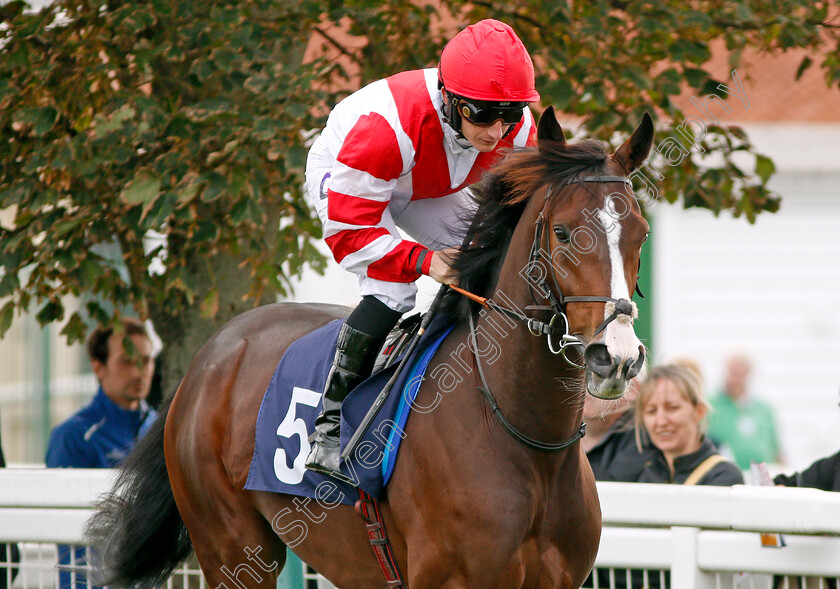 Grandscape-0001 
 GRANDSCAPE (P J McDonald) Yarmouth 20 Sep 2017 - Pic Steven Cargill / Racingfotos.com