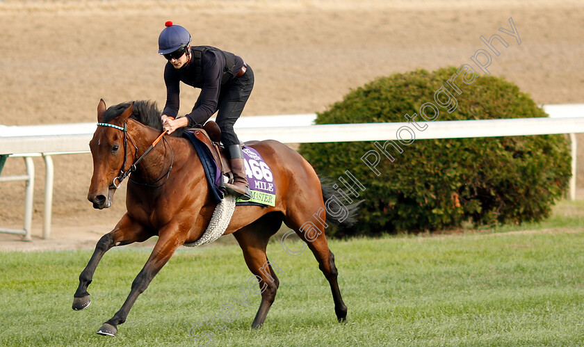 One-Master-0001 
 ONE MASTER exercising ahead of The Breeders' Cup Mile
Churchill Downs USA 31 Oct 2018 - Pic Steven Cargill / Racingfotos.com