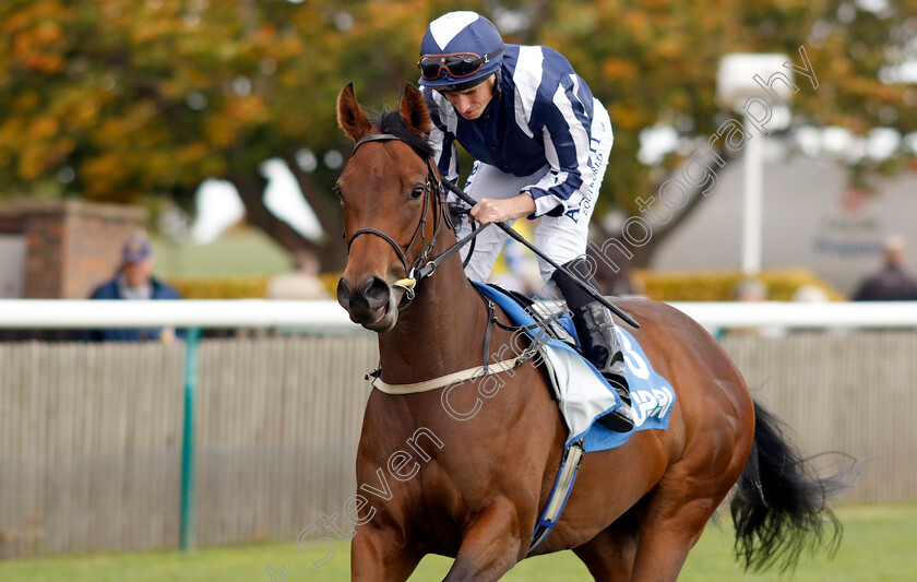 Immortal-Beauty-0002 
 IMMORTAL BEAUTY (Ryan Moore)
Newmarket 7 Oct 2022 - Pic Steven Cargill / Racingfotos.com