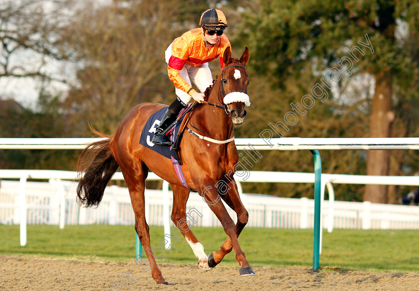 Munstead-Moonshine-0001 
 MUNSTEAD MOONSHINE (Rob Hornby)
Lingfield 18 Jan 2019 - Pic Steven Cargill / Racingfotos.com