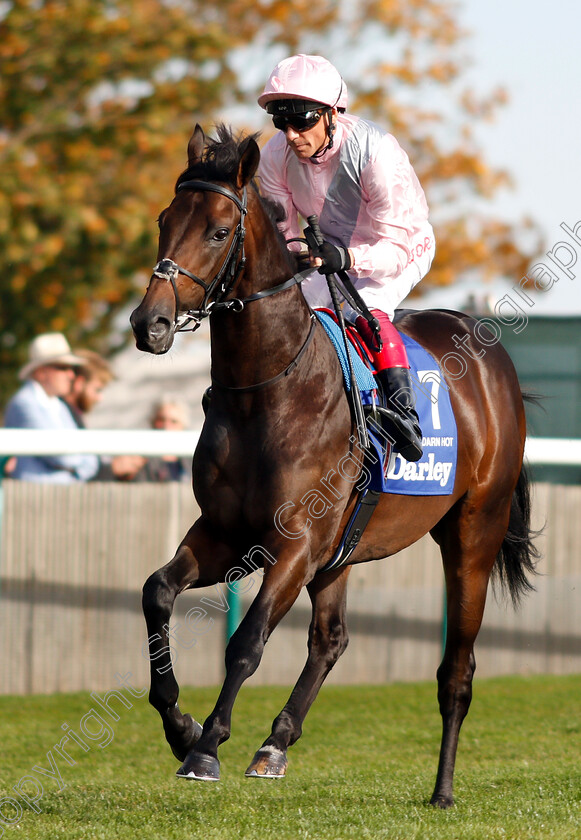 Too-Darn-Hot-0001 
 TOO DARN HOT (Frankie Dettori) before The Darley Dewhurst Stakes
Newmarket 13 Oct 2018 - Pic Steven Cargill / Racingfotos.com