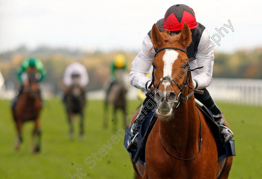 Kyprios-0002 
 KYPRIOS (Ryan Moore) wins The Qipco British Champions Long Distance Cup
Ascot 19 Oct 2024 - Pic Steven Cargill / Racingfotos.com