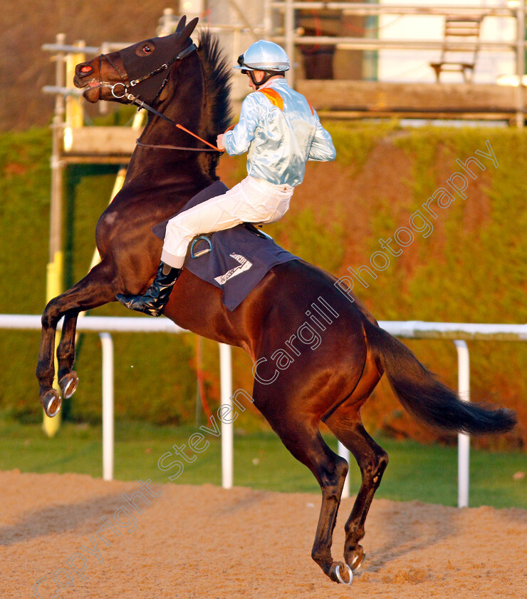 No-Nay-Bella-0003 
 NO NAY BELLA (Stefano Cherchi) plays up on the way to the start before finishing unplaced
Wolverhampton 3 Jan 2020 - Pic Steven Cargill / Racingfotos.com