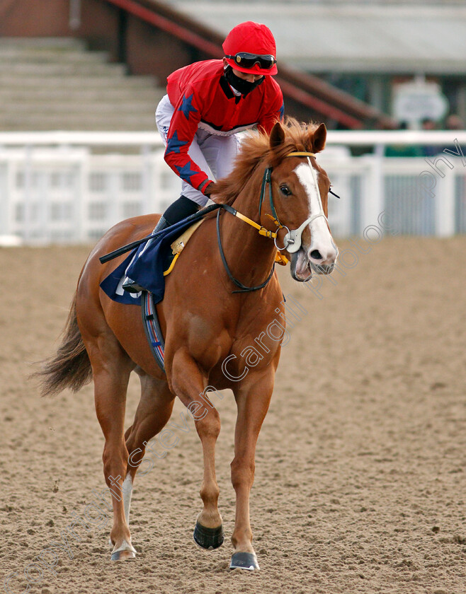 Sir-Gregory-0001 
 SIR GREGORY (Angus Villiers)
Wolverhampton 12 Mar 2021 - Pic Steven Cargill / Racingfotos.com