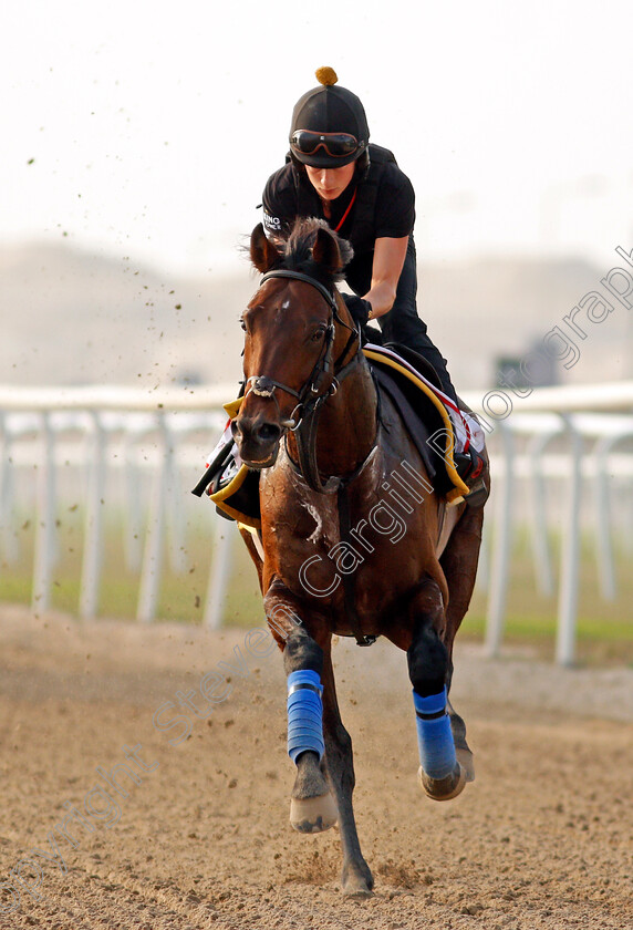 Bangkok-0008 
 BANGKOK training for the Bahrain International Trophy
Rashid Equestrian & Horseracing Club, Bahrain, 18 Nov 2020