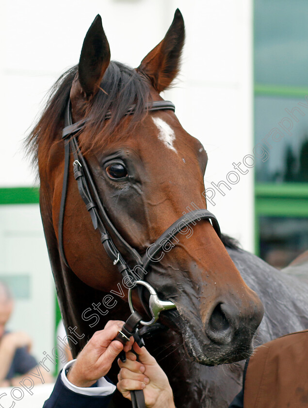 Zoology-0009 
 ZOOLOGY winner of The British Stallion Studs EBF Novice Stakes
Yarmouth 13 Sep 2022 - Pic Steven Cargill / Racingfotos.com