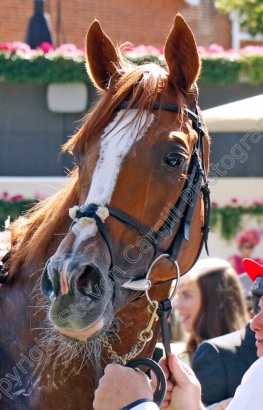 Kyprios-0008w 
 KYPRIOS winner of The Gold Cup
Royal Ascot 20 Jun 2024 - Pic Steven Cargill / Racingfotos.com